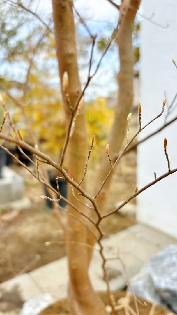 特大。山採りヒメシャラ3.3M(鉢底から)