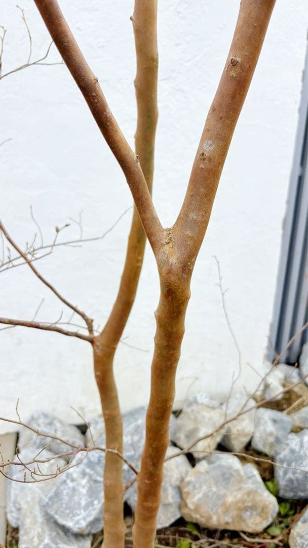 特大。山採りヒメシャラ3.3M(鉢底から)