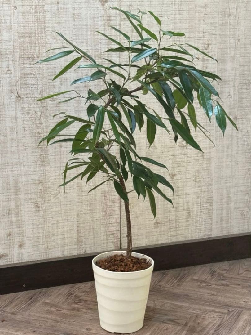 ☆フィカス アムステルダムキング♪ 曲がり仕立て 108cm♪