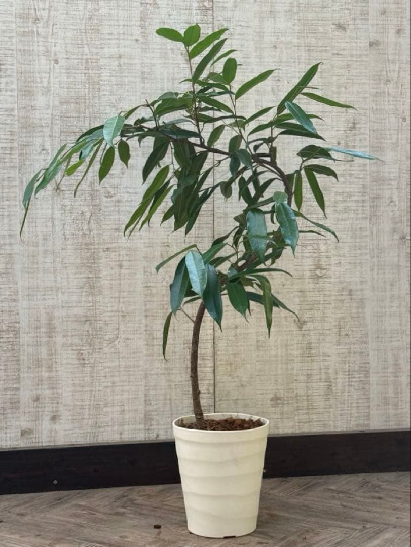 ☆フィカス アムステルダムキング♪ 曲がり仕立て 108cm♪