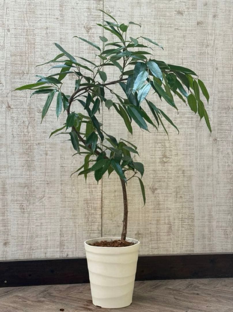 ☆フィカス アムステルダムキング♪ 曲がり仕立て 108cm♪