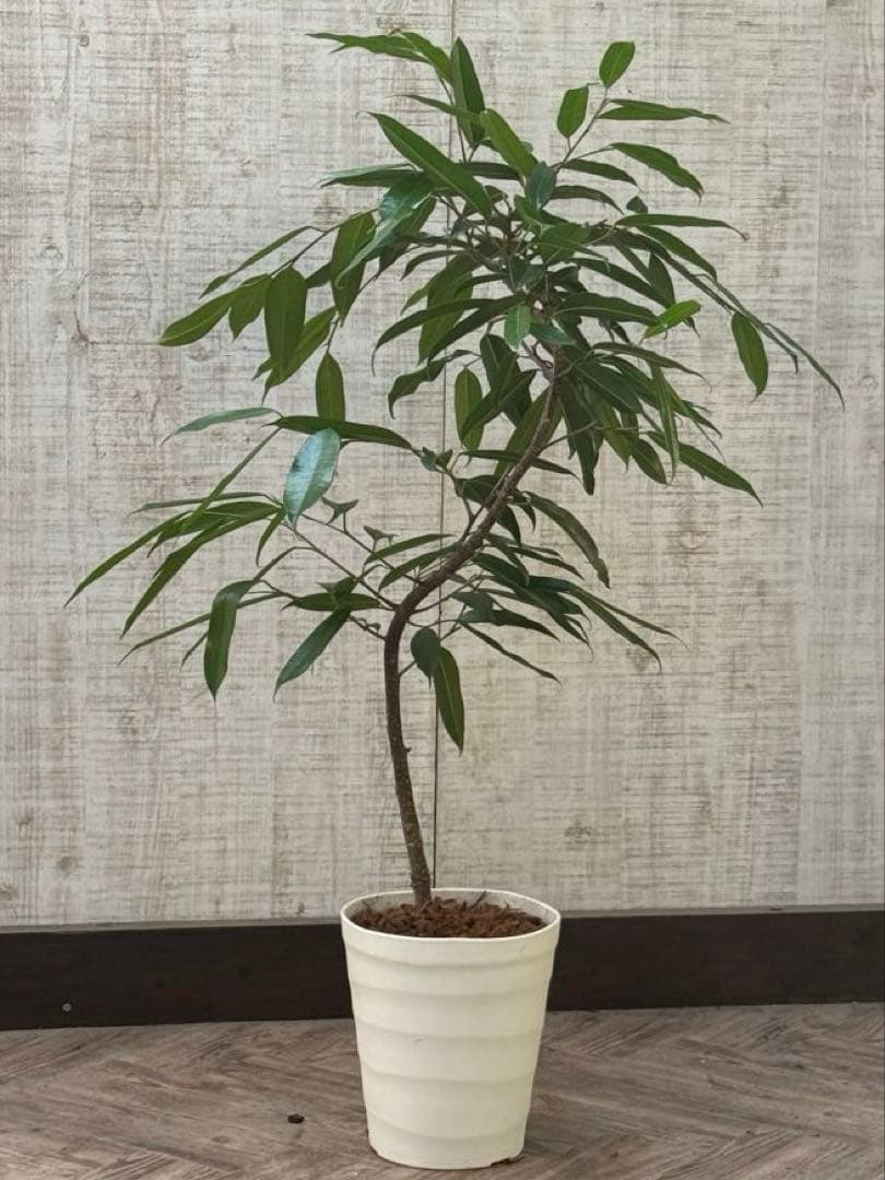 ☆フィカス アムステルダムキング♪ 曲がり仕立て 108cm♪