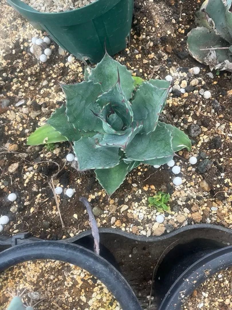 アガベ ハイブリッド ホーチエンシス×ブルーブライアン 仔株販売