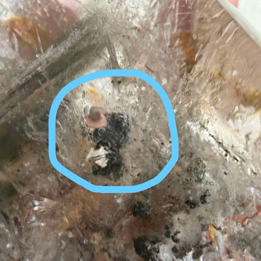 高品質 天然石 水入り流砂 四季ガーデンクォーツ原石置物900g