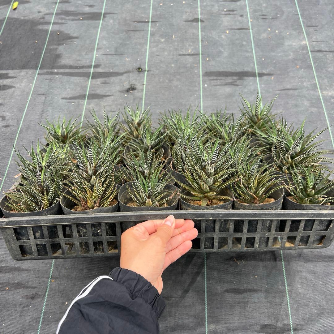 ハオルシア 十二の巻 24個まとめ売り 鉢ごと - メルカリ