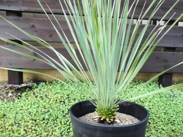 現物「ユッカ・ロストラータ」10号　Yucca rostrata