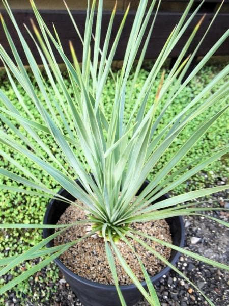 現物「ユッカ・ロストラータ」10号　Yucca rostrata