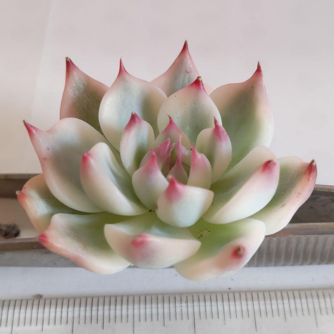 チワワエンシス錦 多肉植物 エケベリア - メルカリ
