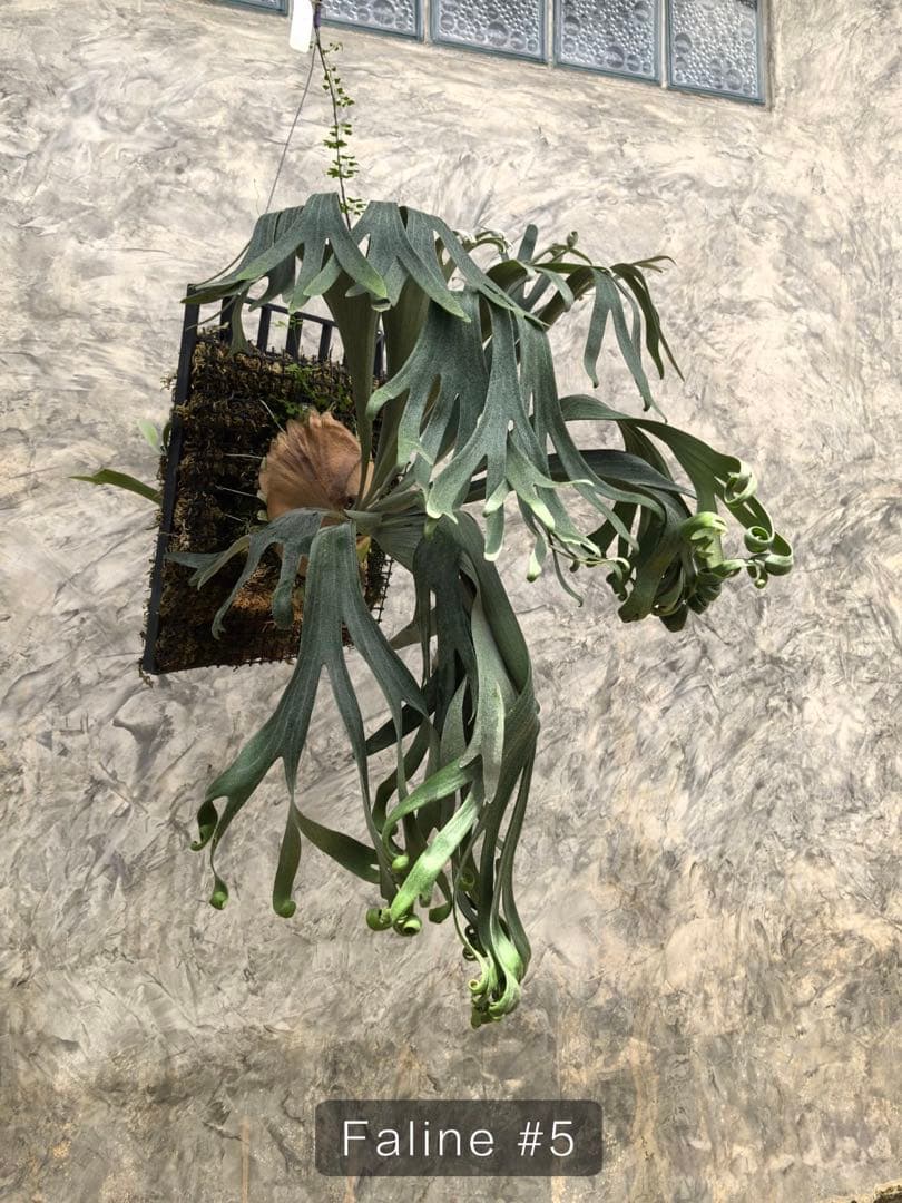【トンクラさん新交配種】Faline#5 子株　タイ輸入株