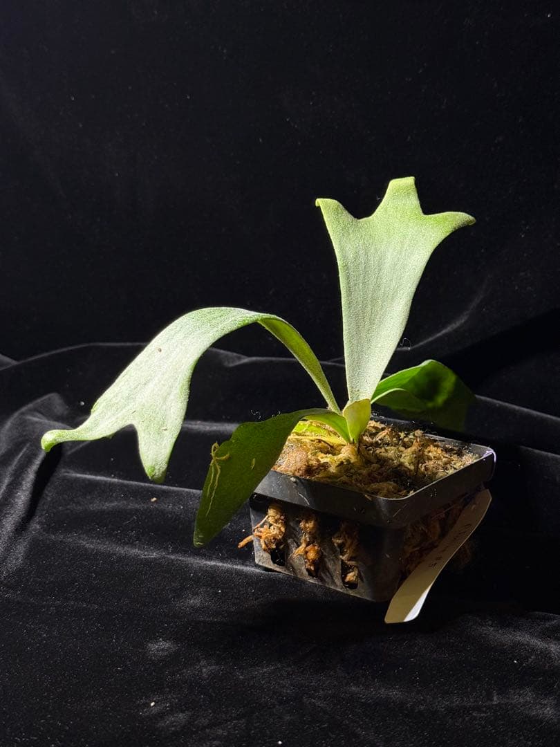 【トンクラさん新交配種】Faline#5 子株　タイ輸入株