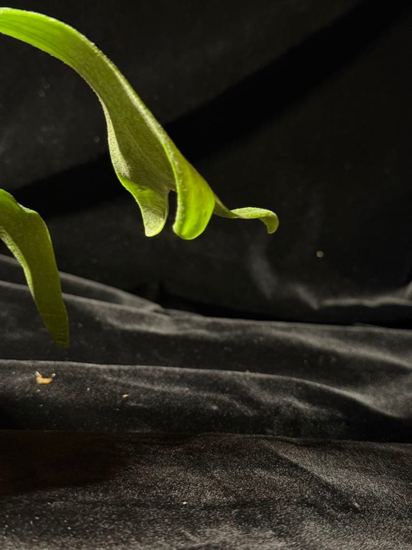 【トンクラさん新交配種】Faline#5 子株　タイ輸入株