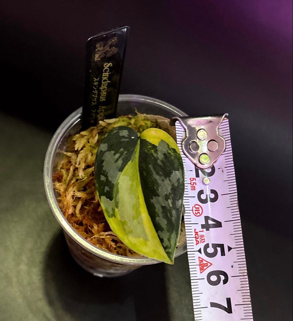 スキンダプサス 綺麗な斑入り セットH3 - メルカリ