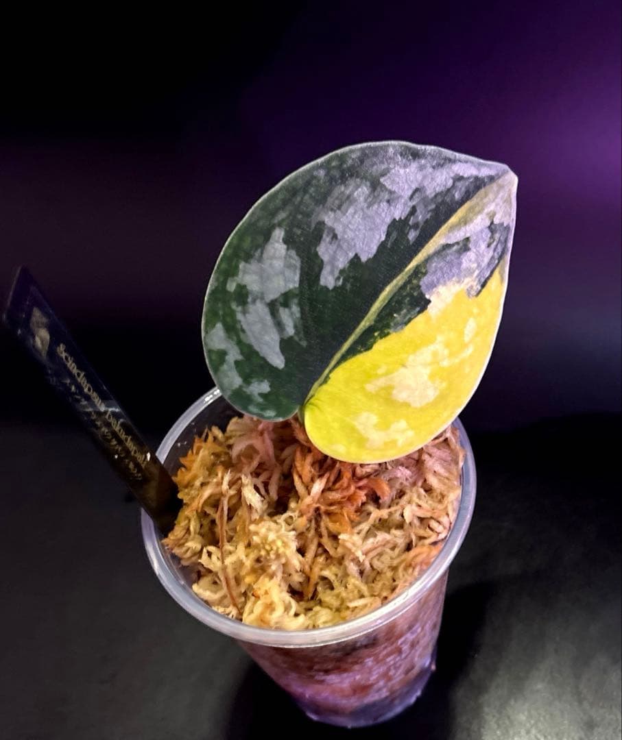 スキンダプサス 綺麗な斑入り セットH3 - メルカリ