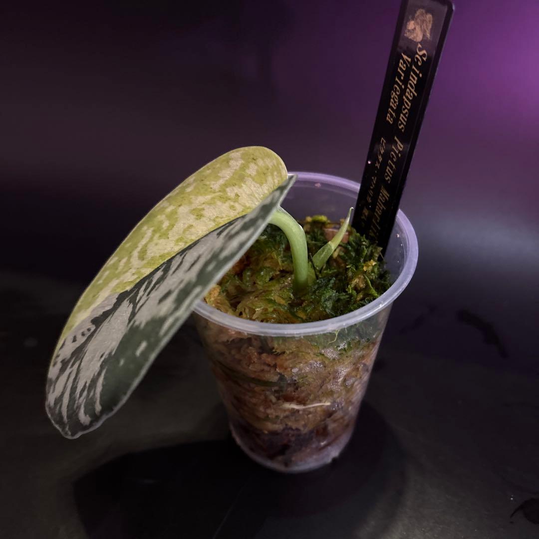 スキンダプサス 綺麗な斑入り セットH3 - メルカリ