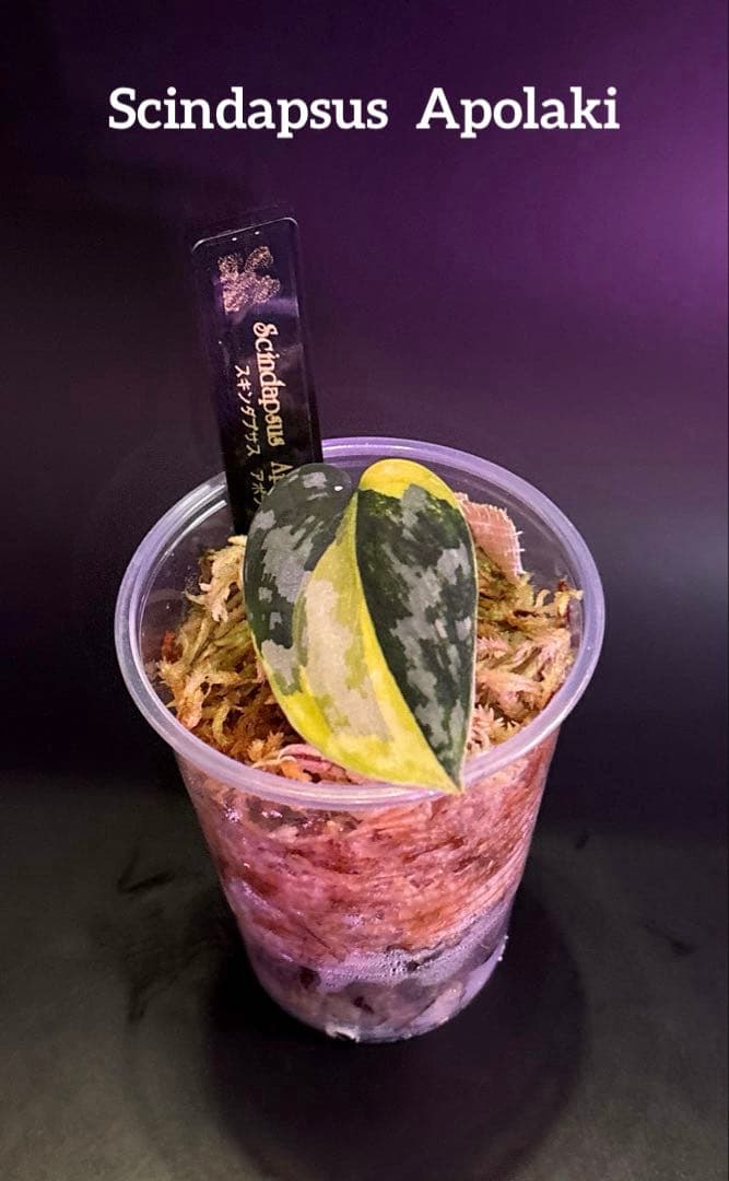 スキンダプサス 綺麗な斑入り セットH3 - メルカリ