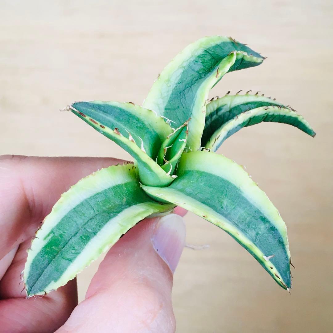 【稀少】2-30 オーレアヘイロー 永久黄覆輪斑 TC株 アガベ チタノタ錦