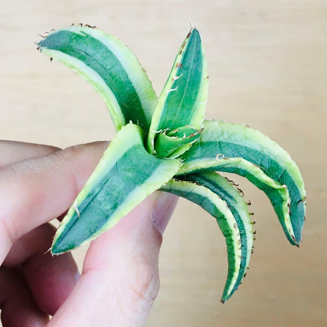 【稀少】2-30 オーレアヘイロー 永久黄覆輪斑 TC株 アガベ チタノタ錦