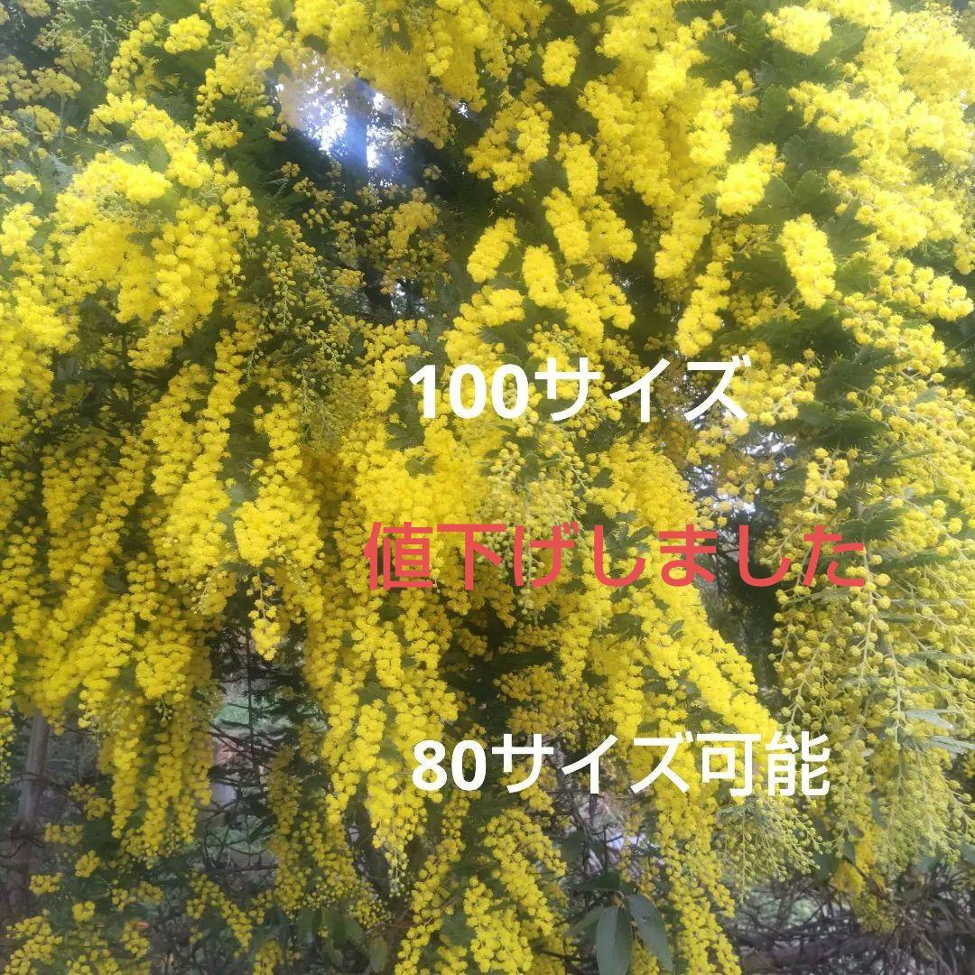 ミモザ 生花 黄色 切り花 100サイズ - メルカリ