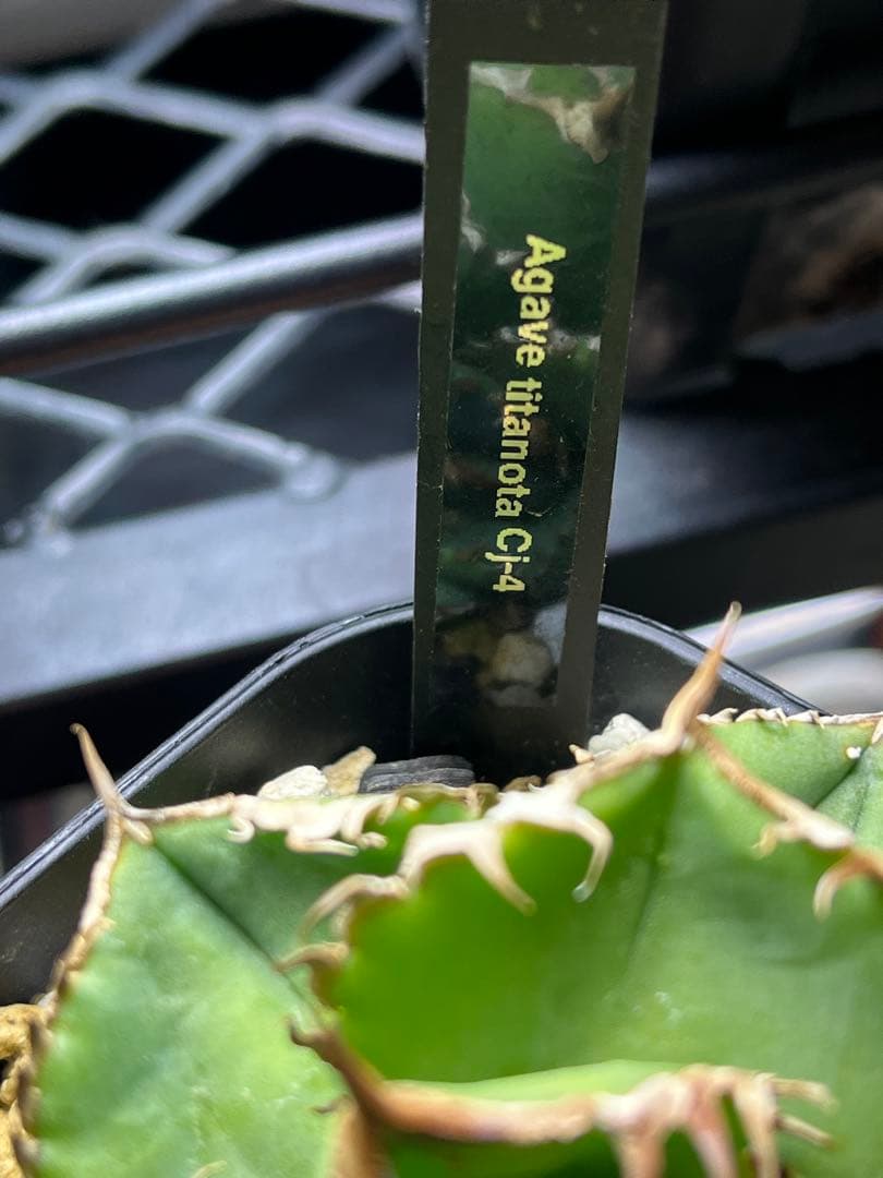 アガベ チタノタCJ plants産　CJ4