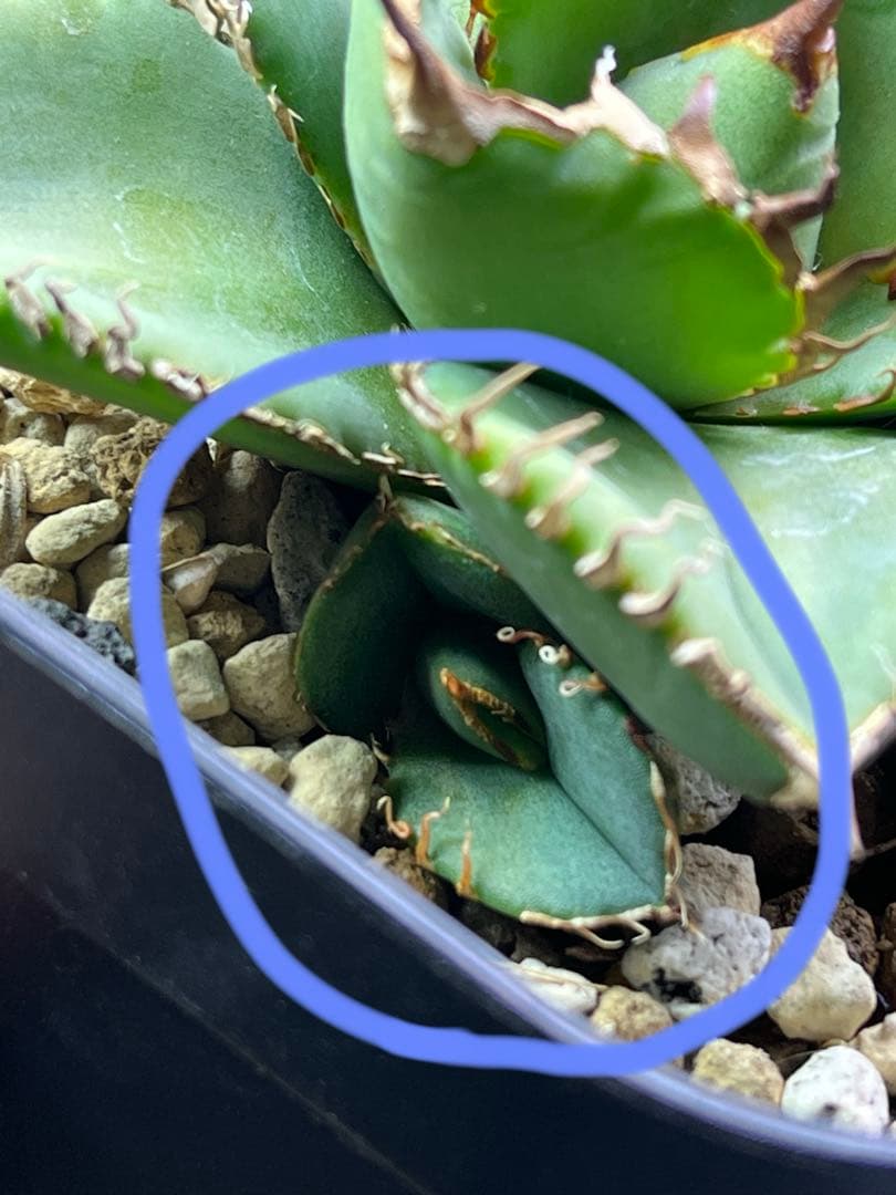 アガベ チタノタCJ plants産　CJ4