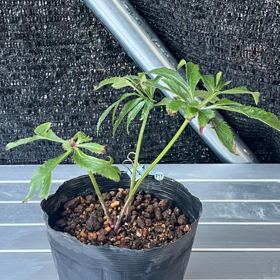 ま*ん様 ❤️根充実❤️沢山新芽❤️717超個性的⭐️花火的お顔と細葉がGood