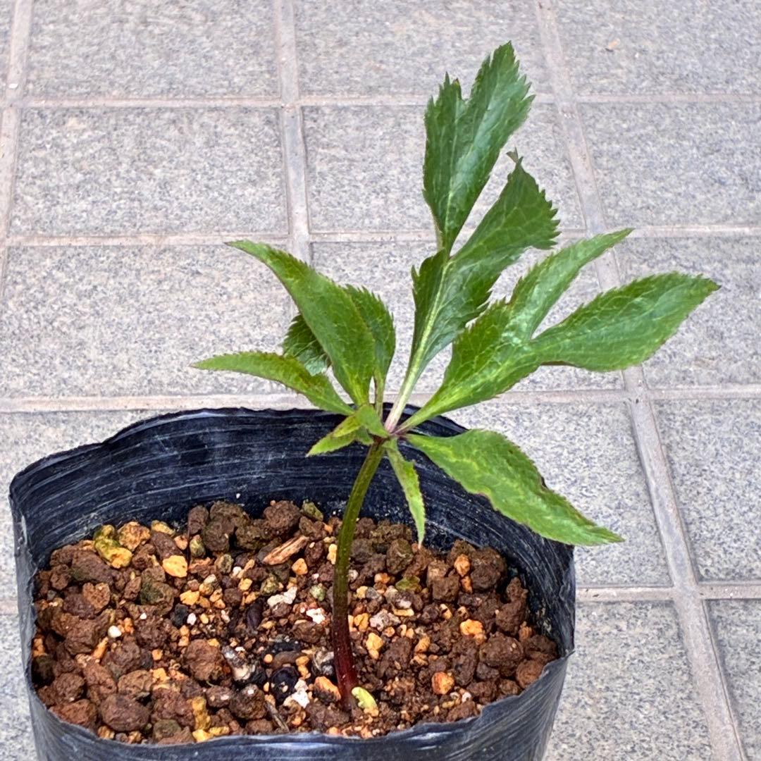 ま*ん様 ❤️根充実❤️沢山新芽❤️717超個性的⭐️花火的お顔と細葉がGood