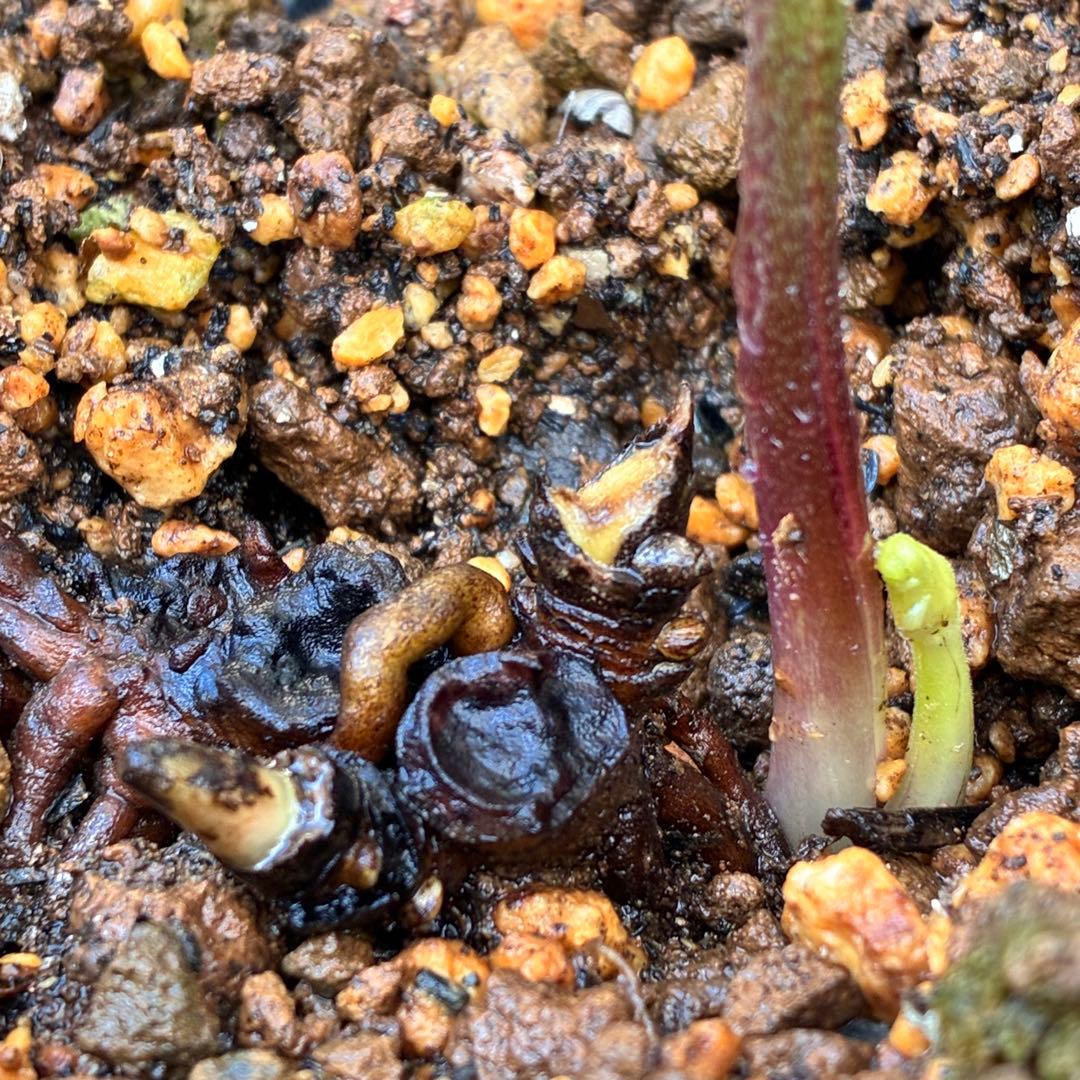 ま*ん様 ❤️根充実❤️沢山新芽❤️717超個性的⭐️花火的お顔と細葉がGood