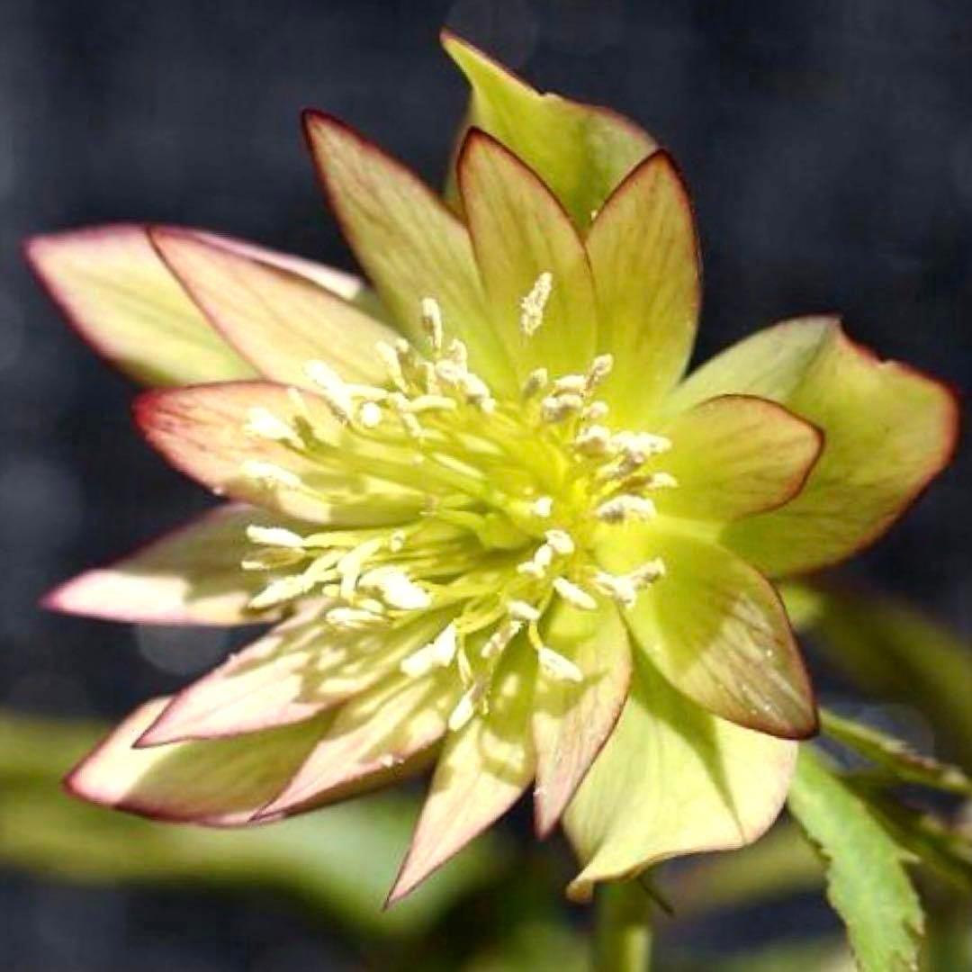 ま*ん様 ❤️根充実❤️沢山新芽❤️717超個性的⭐️花火的お顔と細葉がGood