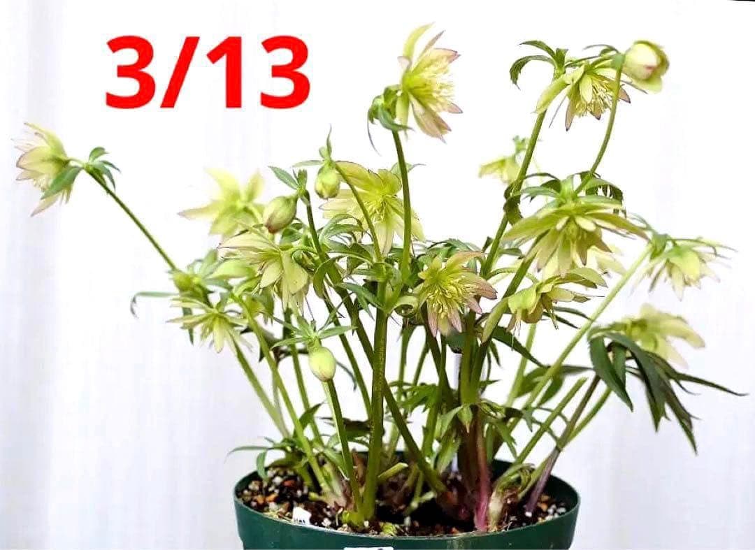 ま*ん様 ❤️根充実❤️沢山新芽❤️717超個性的⭐️花火的お顔と細葉がGood