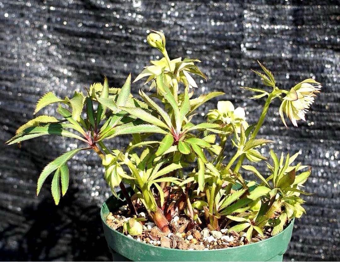 ま*ん様 ❤️根充実❤️沢山新芽❤️717超個性的⭐️花火的お顔と細葉がGood