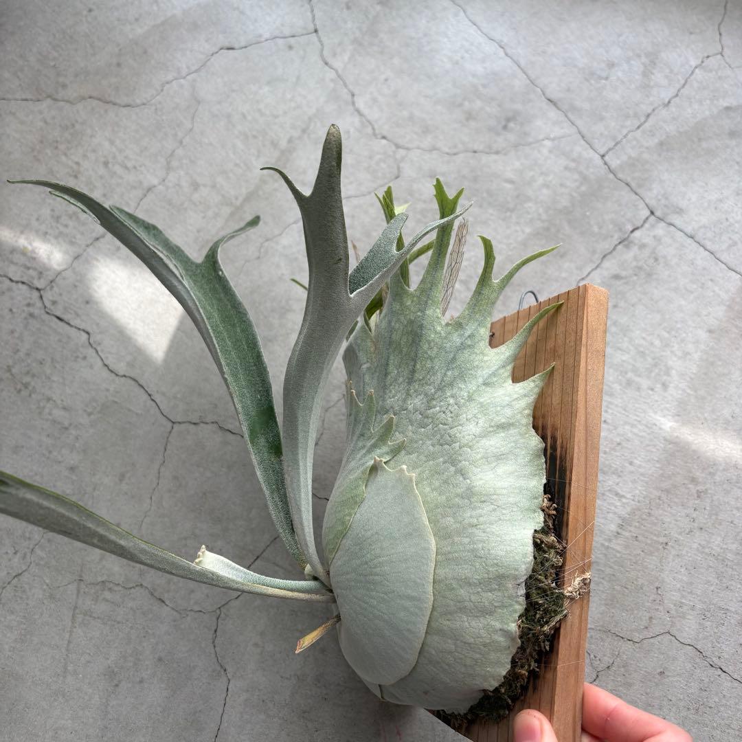 ビカクシダベイチー アーバンリバー 子株 oc veitchii - メルカリ