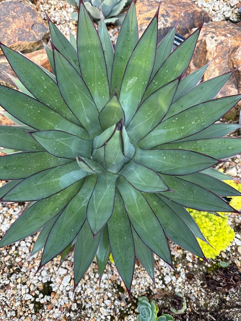 ブルーエンバー　50cmオーバー　選抜株　極太