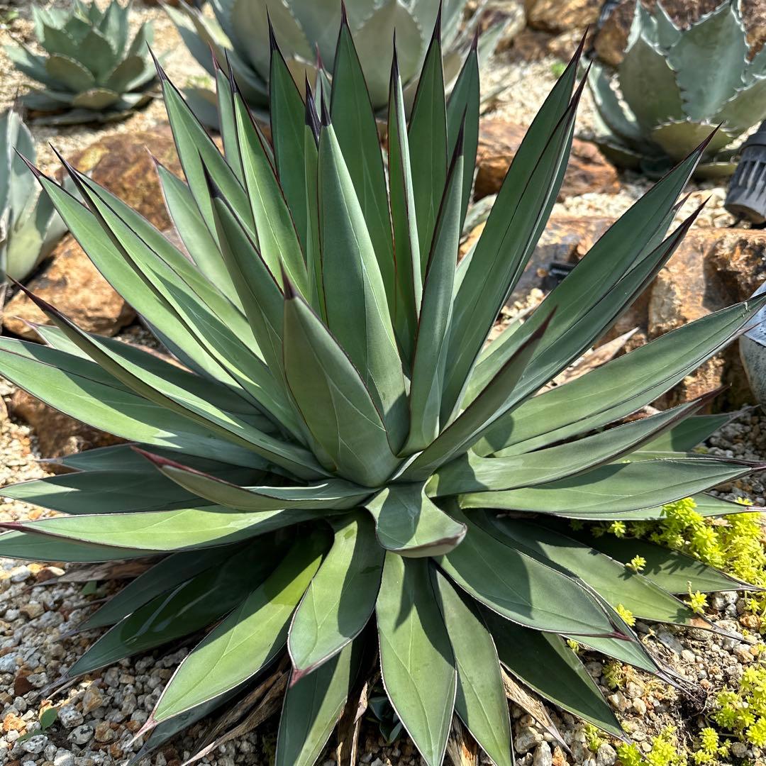 ブルーエンバー　50cmオーバー　選抜株　極太