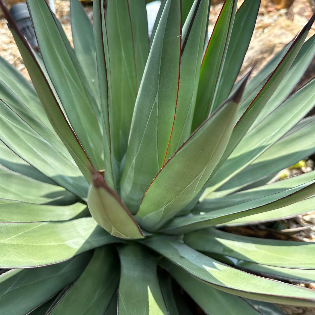 ブルーエンバー　50cmオーバー　選抜株　極太