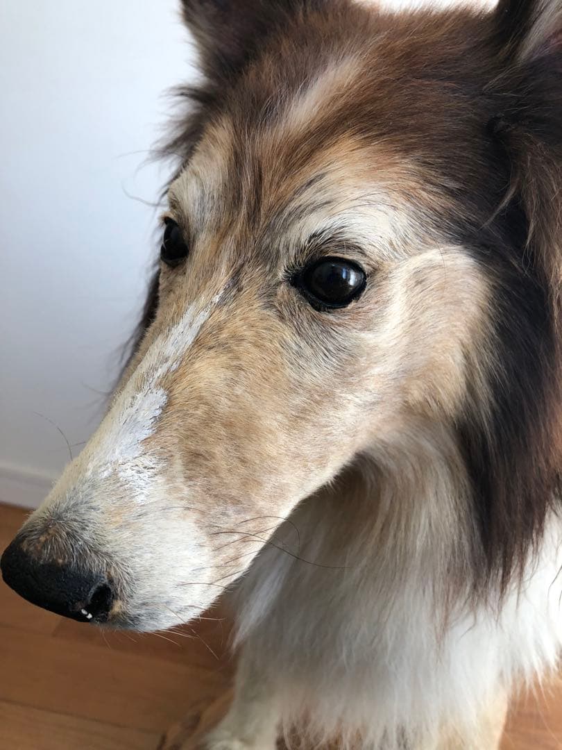 Taxidermy リアル犬の置物 茶色と白 約