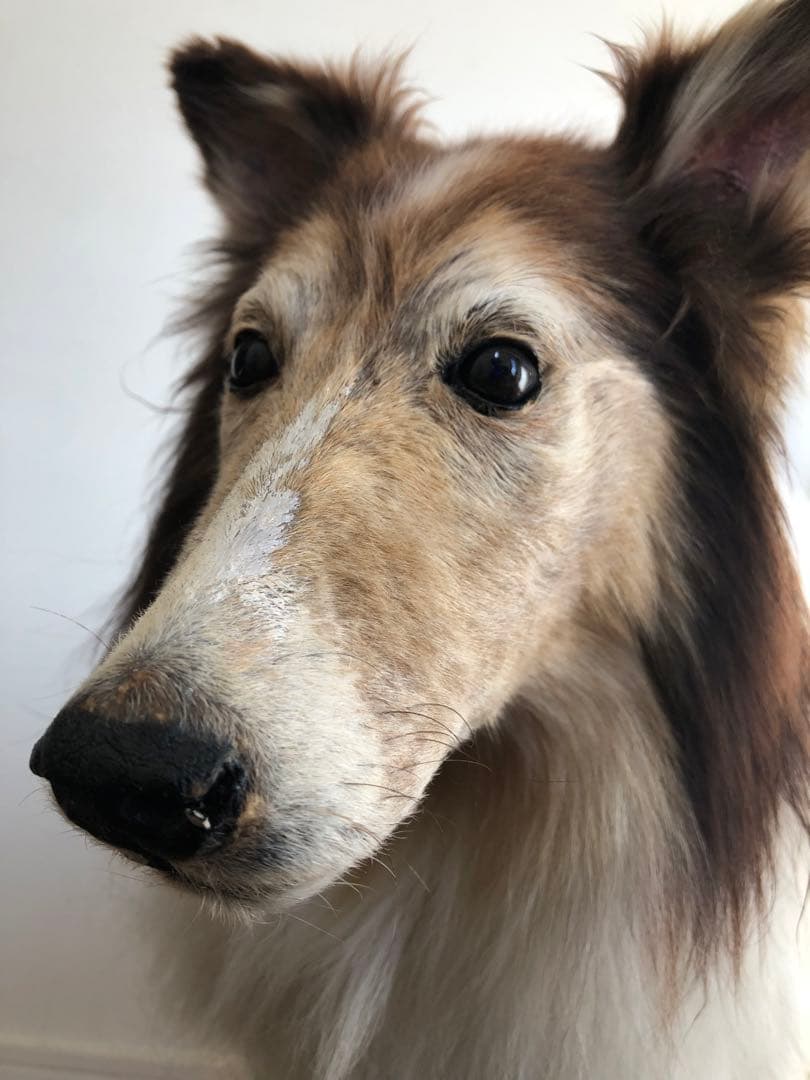 Taxidermy リアル犬の置物 茶色と白 約