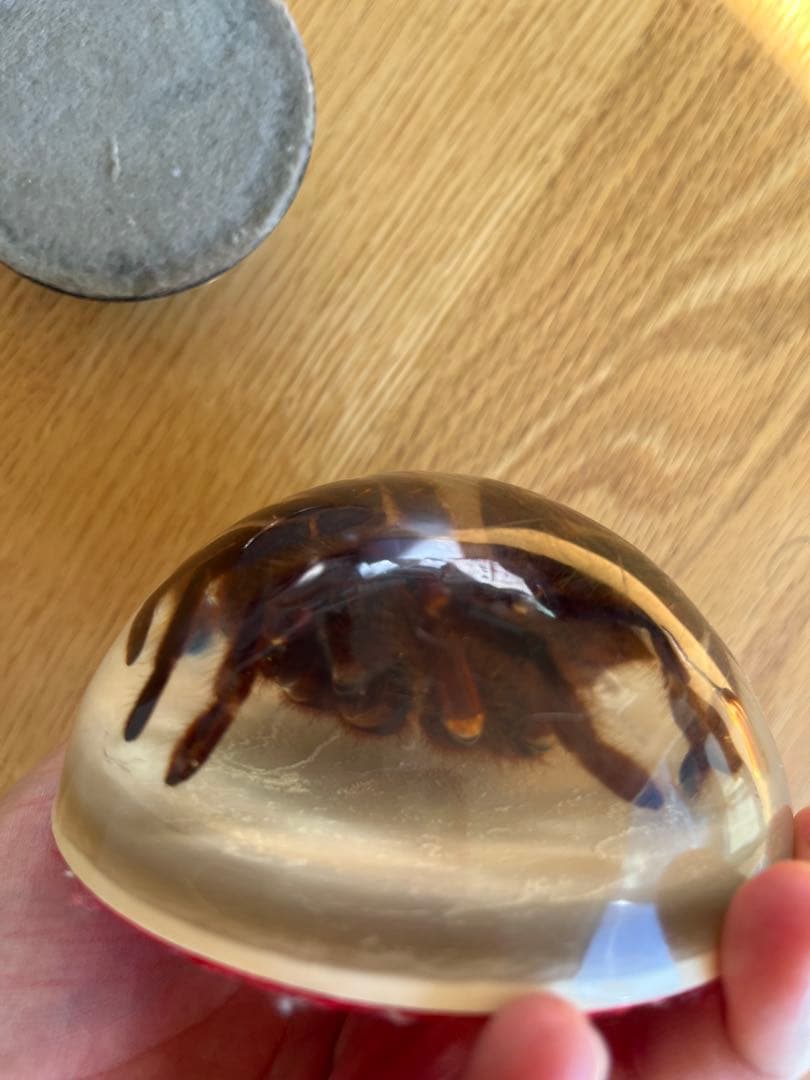 タランチュラとサソリ 樹脂標本 置物