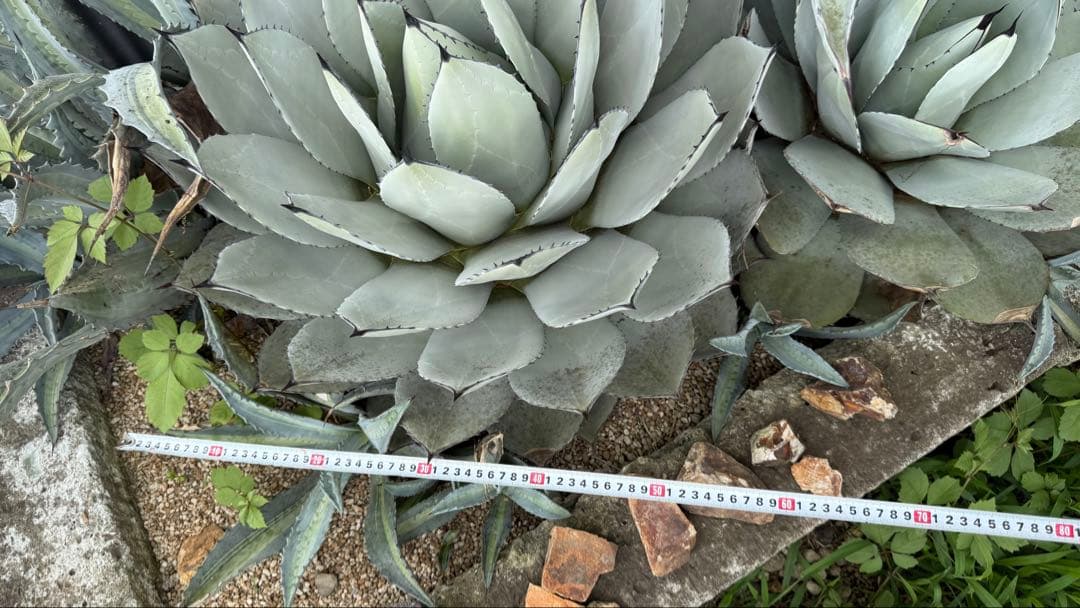 親株出品 アガベ パリー 65cm！お庭で存在感抜群！