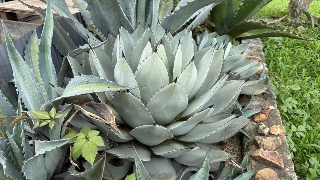 親株出品 アガベ パリー 65cm！お庭で存在感抜群！