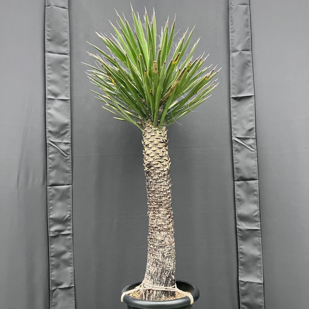 ユッカ フィリフェラ　メキシコ産　発根済