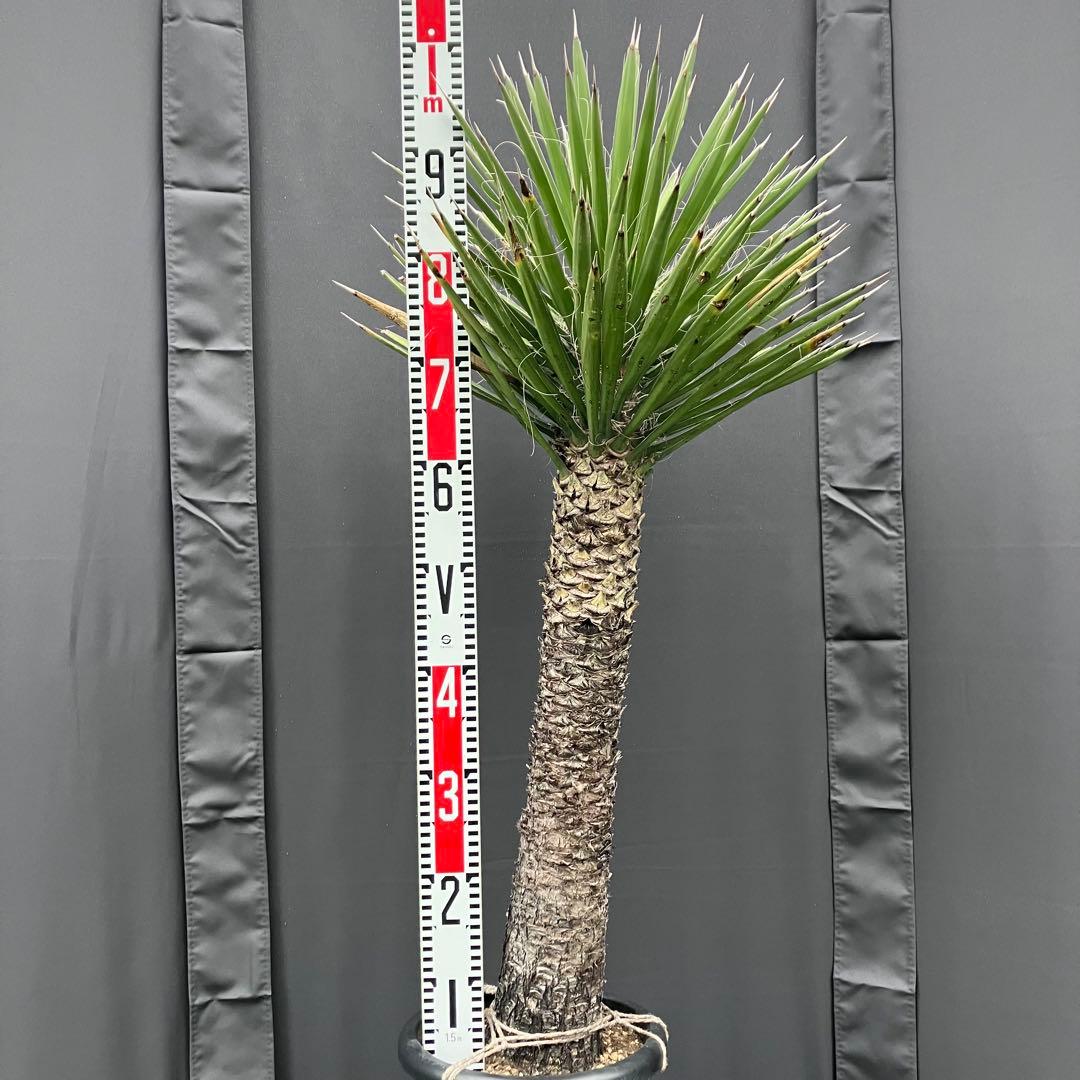 ユッカ フィリフェラ　メキシコ産　発根済