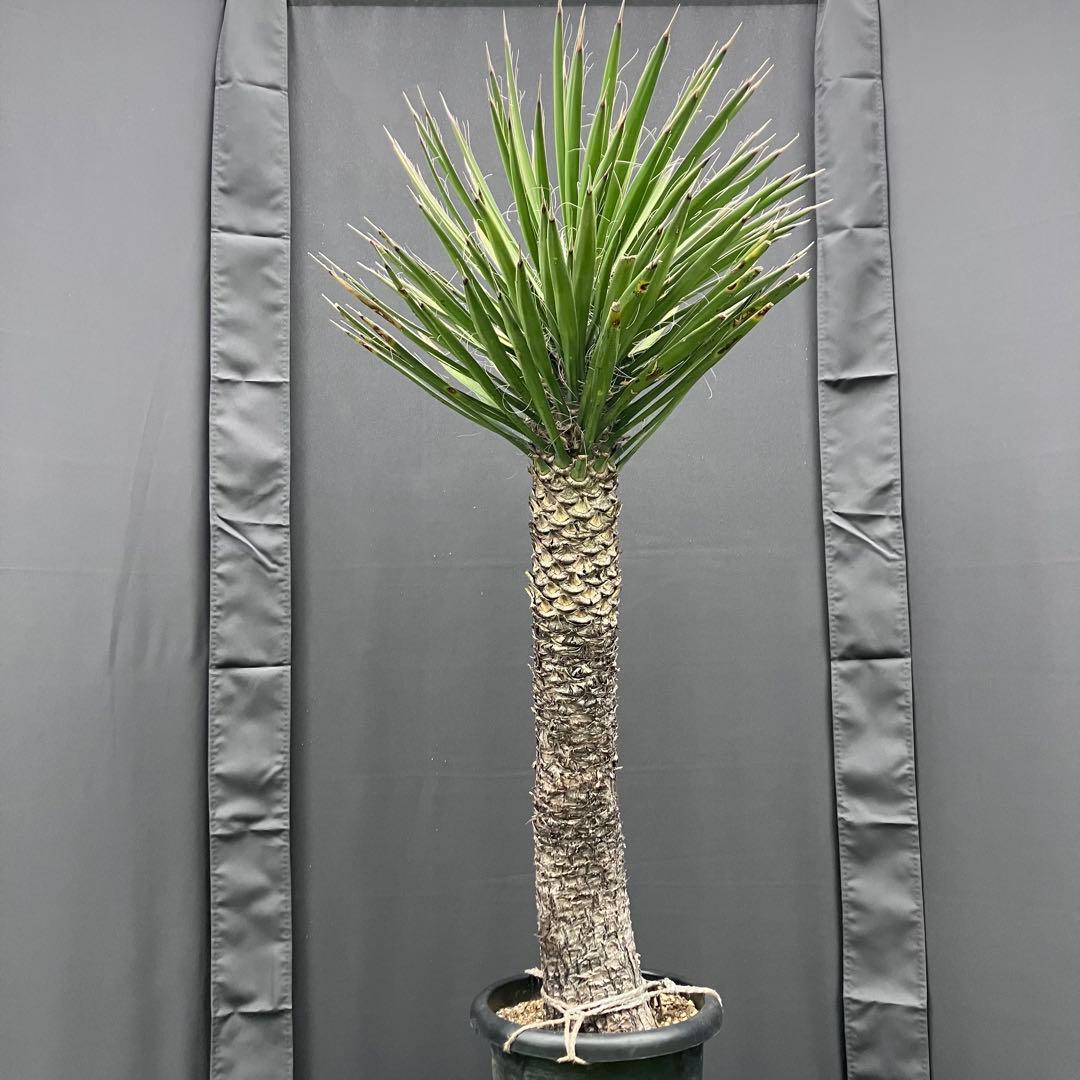 ユッカ フィリフェラ　メキシコ産　発根済