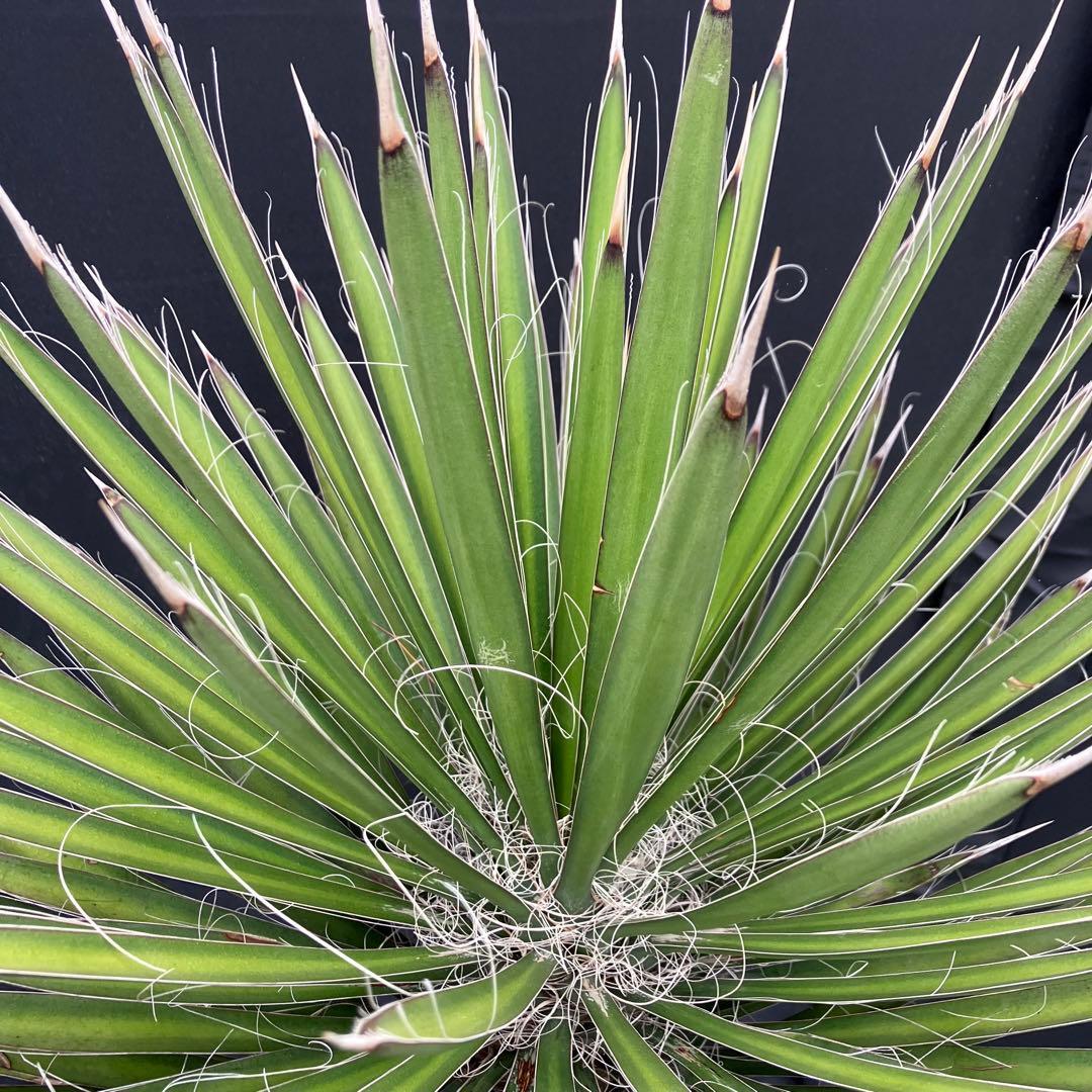 ユッカ フィリフェラ　メキシコ産　発根済