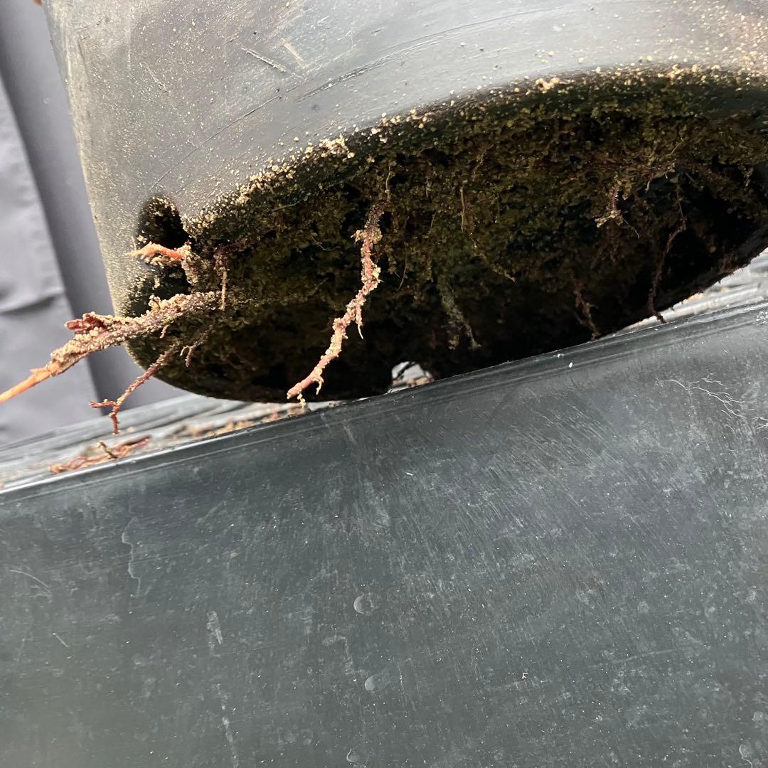 ユッカ フィリフェラ　メキシコ産　発根済