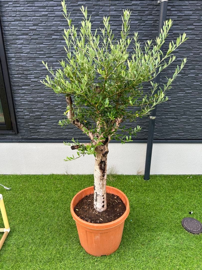 オリーブの木、古木