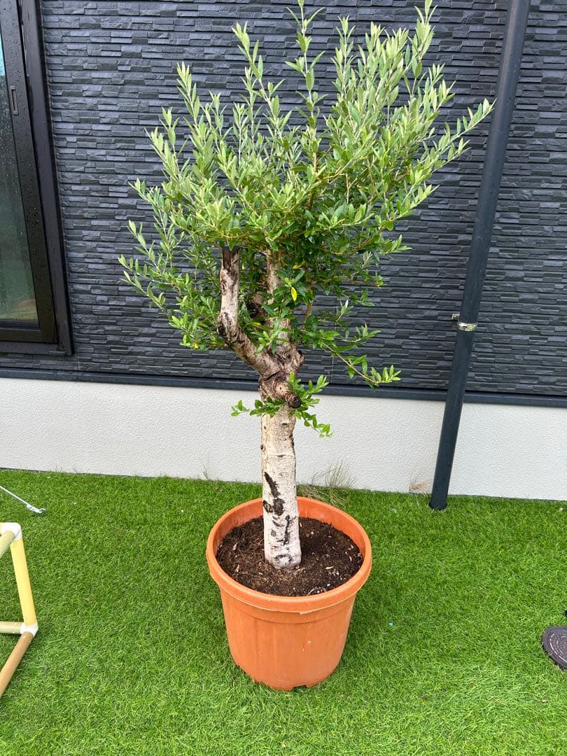 オリーブの木、古木