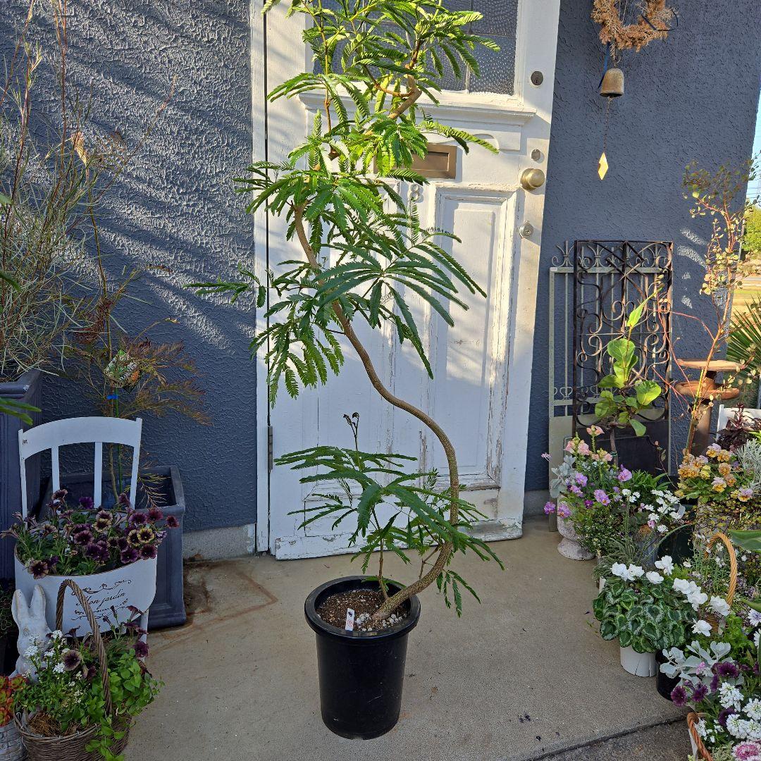 ②エバーフレッシュ曲がり仕立て8号特大苗木最高等級極上品‼️