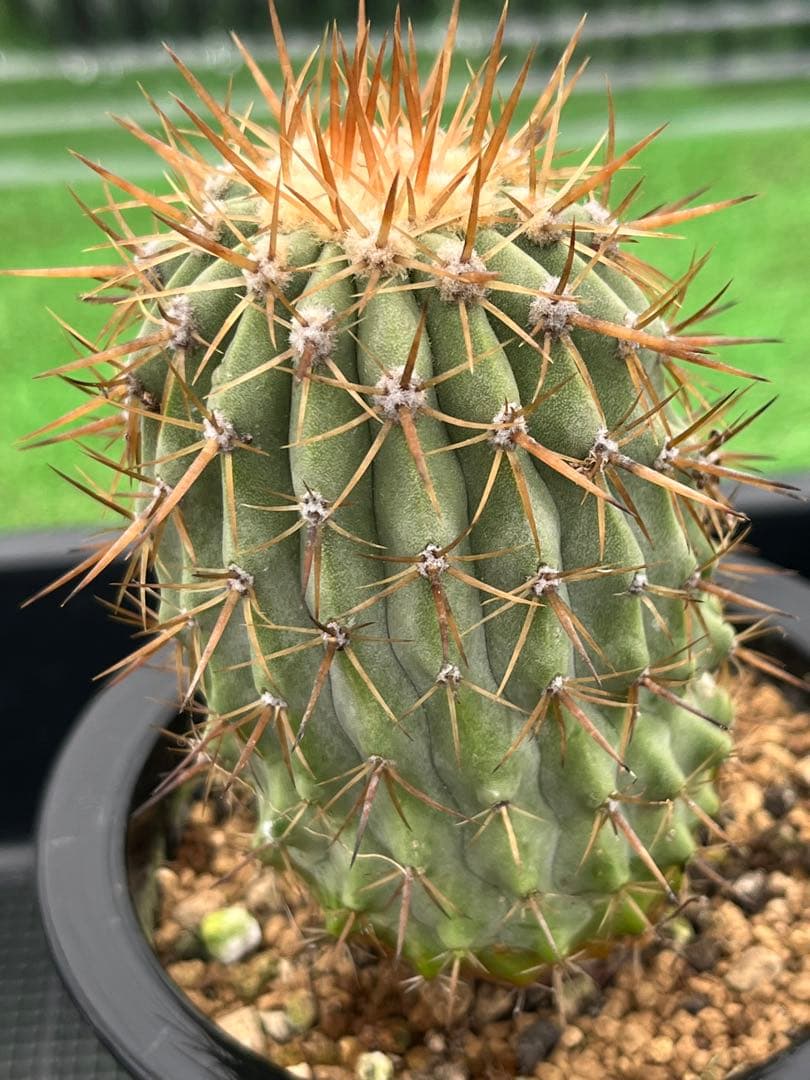 サボテン　コピアポア　実生　コルムナアルバ