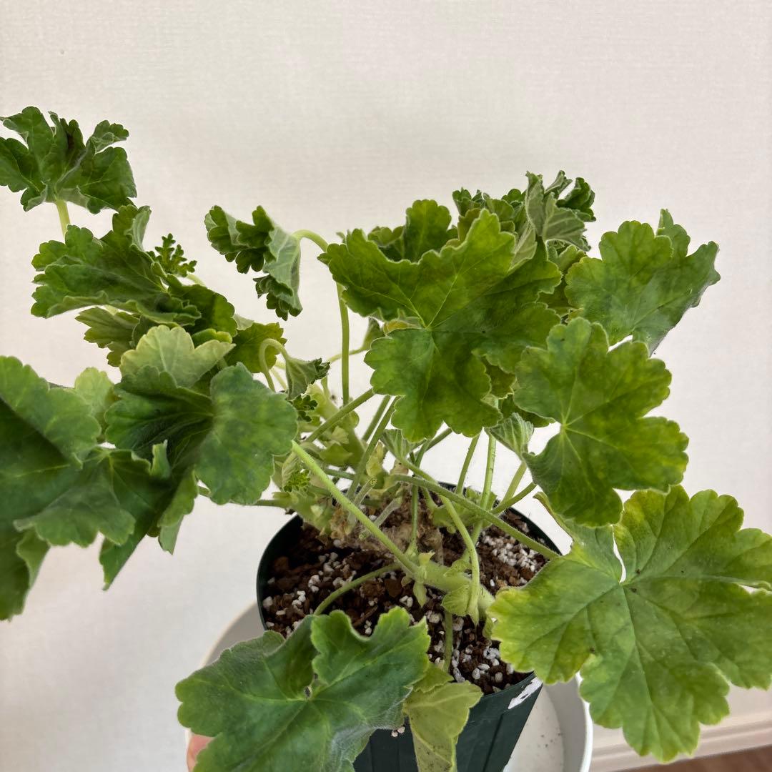 超珍しいゼラニウム　希少品種ゼラニウム　レア品種ゼラニウム　ECO01