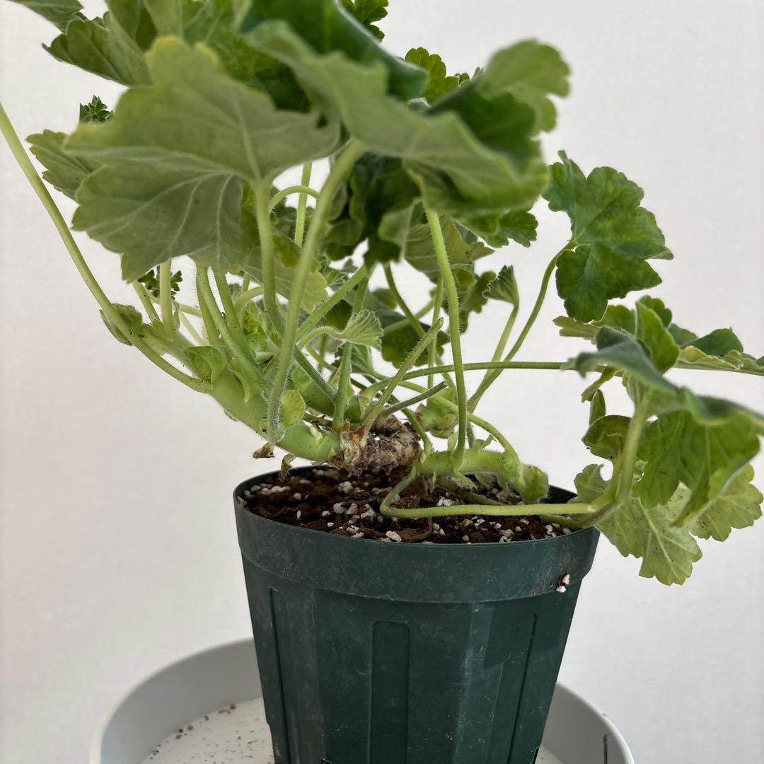 超珍しいゼラニウム　希少品種ゼラニウム　レア品種ゼラニウム　ECO01